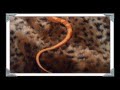 Ribbon Update ~ Motley Amelanistic Stripe Corn Snake