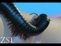 Giant Millipede - Close Up