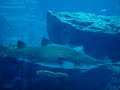 Dubai Mall Aquarium