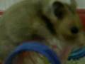 videos de Harry the hamster