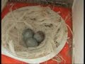 Soran1965 - soran65-كيف تكشف بيض الكناري أذا كان ملقح أم لا؟
