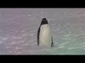 Southern Ocean 2006 - Cuverville Island