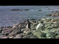 Southern Ocean 2006 - Cuverville Island Southern Ocean 2006 - Cuverville Island