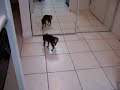 Sketchie meets a kitty in the mirror