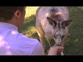 CHASING PARADISE- episode 1 CHASING PARADISE- episode 1