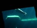 videos de Seaquarium Grau du roi Part 9