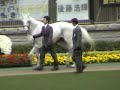 ??????????? in ????? (Oguri Cap in Tokyo Race Course) ??????????? in ????? (Oguri Cap in Tokyo Race Course)