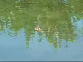 Coypu in France near Cernay - July 2007