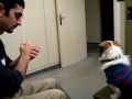 Handini Serenades A Pekingese