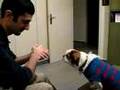 Handini Serenades A Pekingese