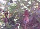 Hummingbird - Jan. \ Hummingbird - Jan. \