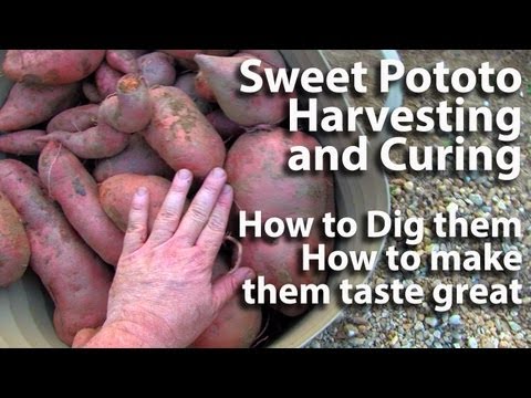 how to harvest sweet potatoes and store