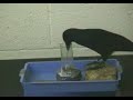 A very clever bird video