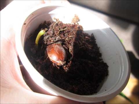 how to grow litchi from seed