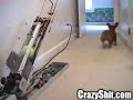 Le chien et son copain Le chien et son copain