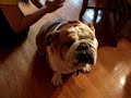 Bulldog Google Massage A Deluxe