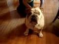 Bulldog Google Massage A Deluxe