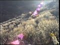 Cerezos en flor. Piornal. Valle del Jerte