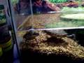 Random Turtle Video