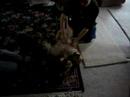 mr-darcy-dreams-of-miss-sarie-senior-pomeranians.html