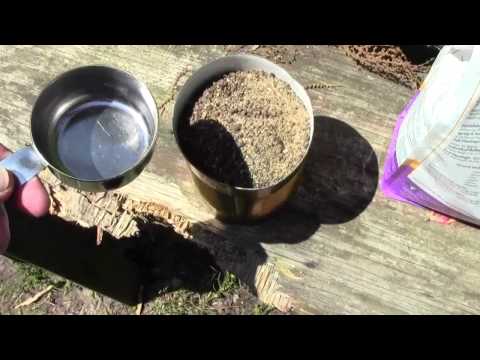 how to harvest gladiolus seeds