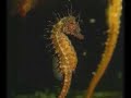 Gardaland Sea Life