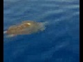 Tartaruga marina ed un mare di Delfini