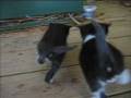 Tipsy Kittens