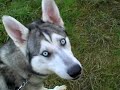 Kavik on a walk