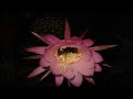 Floraison accélérée d\ Floraison accélérée d\