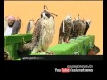 Fazza Falconry Championship Started In Dubai