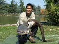 Censimento by GSI, siluro, silurus glanis, catfishing Censimento by GSI, siluro, silurus glanis, catfishing