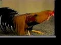 Japanese Poultry Show - Part 2