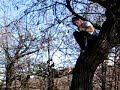 salto dall\