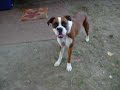 Lola, the brainless mutt