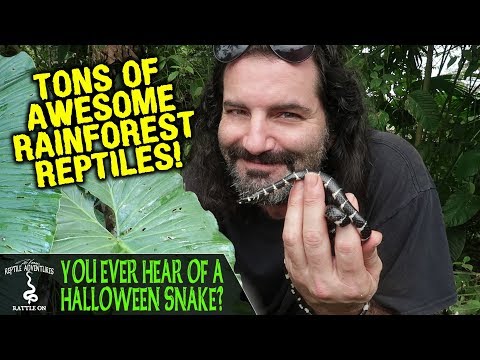 YouTube reptile video