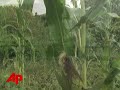 USDA Reports Flooding Cuts Corn Acres