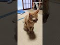 今朝は座ってますね! 🐱#toraneko #cat #かわいい猫 #cute #cutecat #茶トラ猫 #猫のいる暮らし #猫のいる生活 #猫好きさんと繋がりたい #癒し