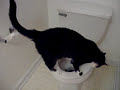 Toilet Cat