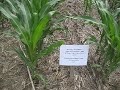 Weed control in No-Till corn with Valor or Vida Tank Mixes