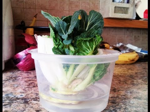 how to replant bok choy