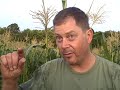 vegetable peter marshall of jackson township still picks corn the old way -- by hand. before daybreak on a recent saturday he takes a reporter along with through his fields. he prefers to pick in the morning, when the dew is still on the stalks, which makes the corn sweeter.