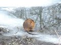 MUSKRAT ON ICE POND