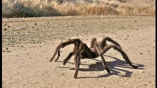 dünyanın en büyük 10 örümcek türü hayvan videosu