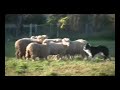 Sheep dog