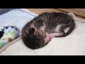 寝言を言う子猫 - Sleep Talking Kitten -