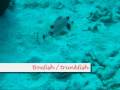 Open water scuba diving | Private Diving Aruba 2007