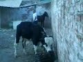 Autlán-El jinetillo.3gp