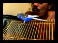 Our english budgie