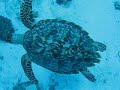 Cozumel Tortuga Encounter